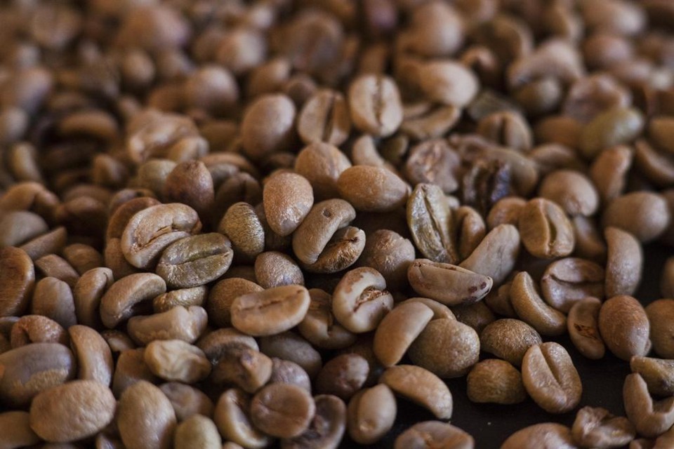 Conforme a Conab, a produção brasileira de café deve ficar entre 54,44 milhões e 58,51 milhões de sacas de 60 quilos. | Lineu Filho/Gazeta do Povo