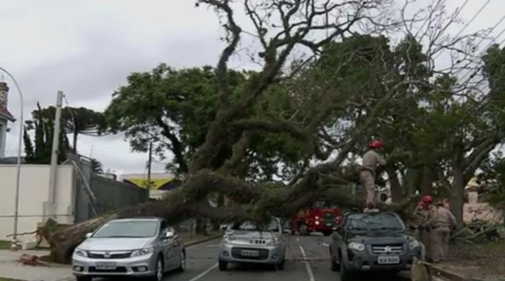 No último sábado (6) uma árvore caiu sobre três carros no Rebouças. | Reprodução/RPC