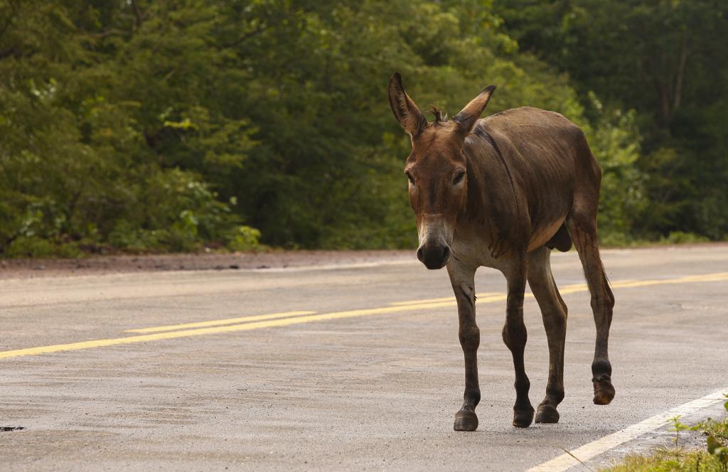 Burro perdido em estrada, no Piauí: população de burros está diminuindo por conta da caça ilegal e envio do couro para a China | HUGO HARADA/GAZETA DO POVO