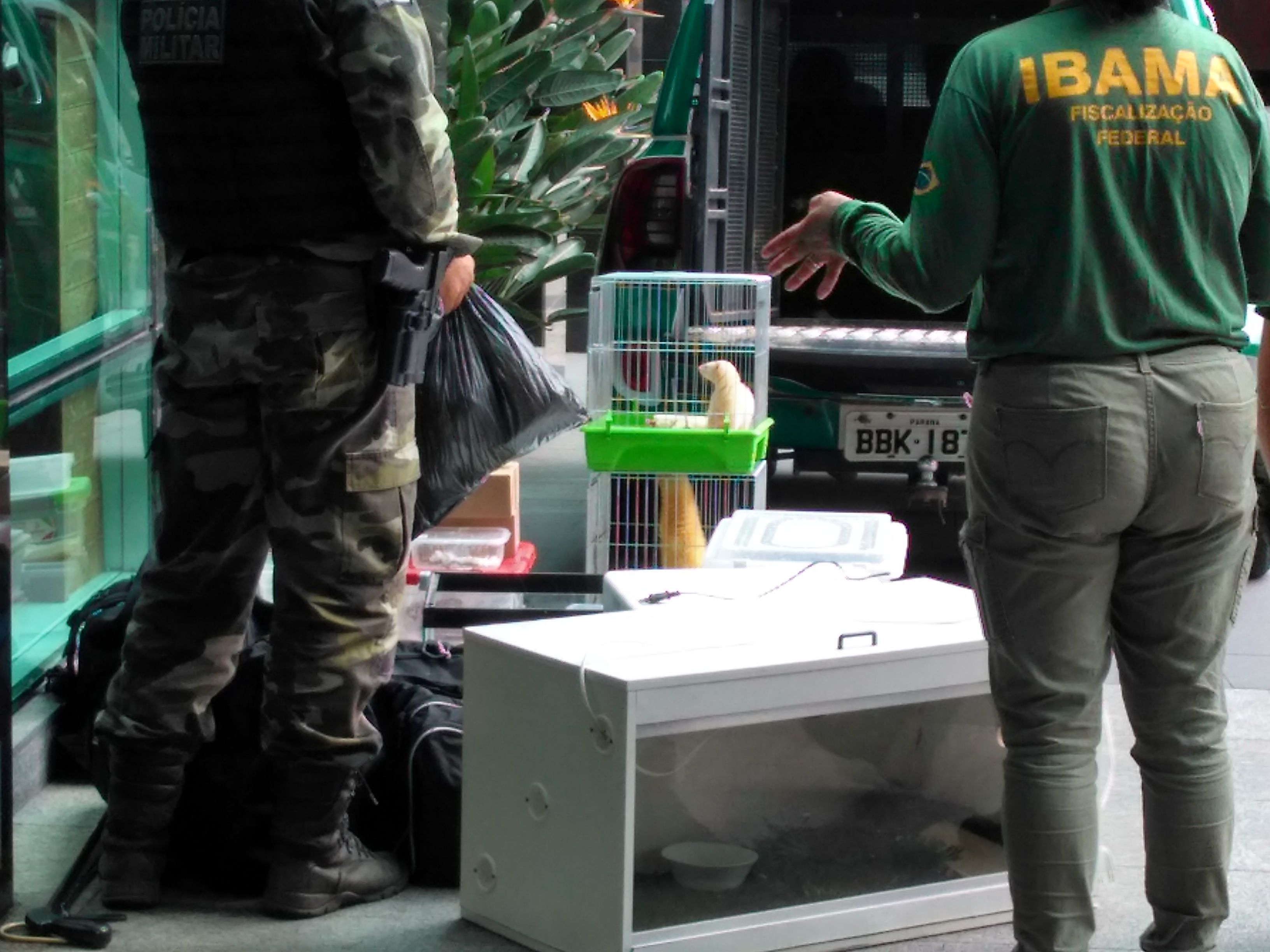 Furão apreendido no flat no Centro de Curitiba. | Marcelo Lozovey / Arquivo pessoal