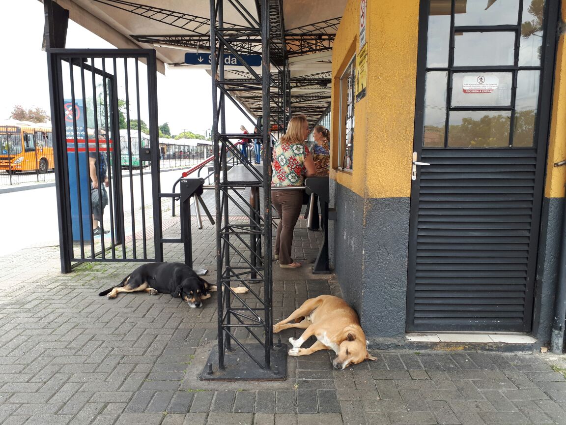 | Raquel Derevecki/Gazeta do Povo