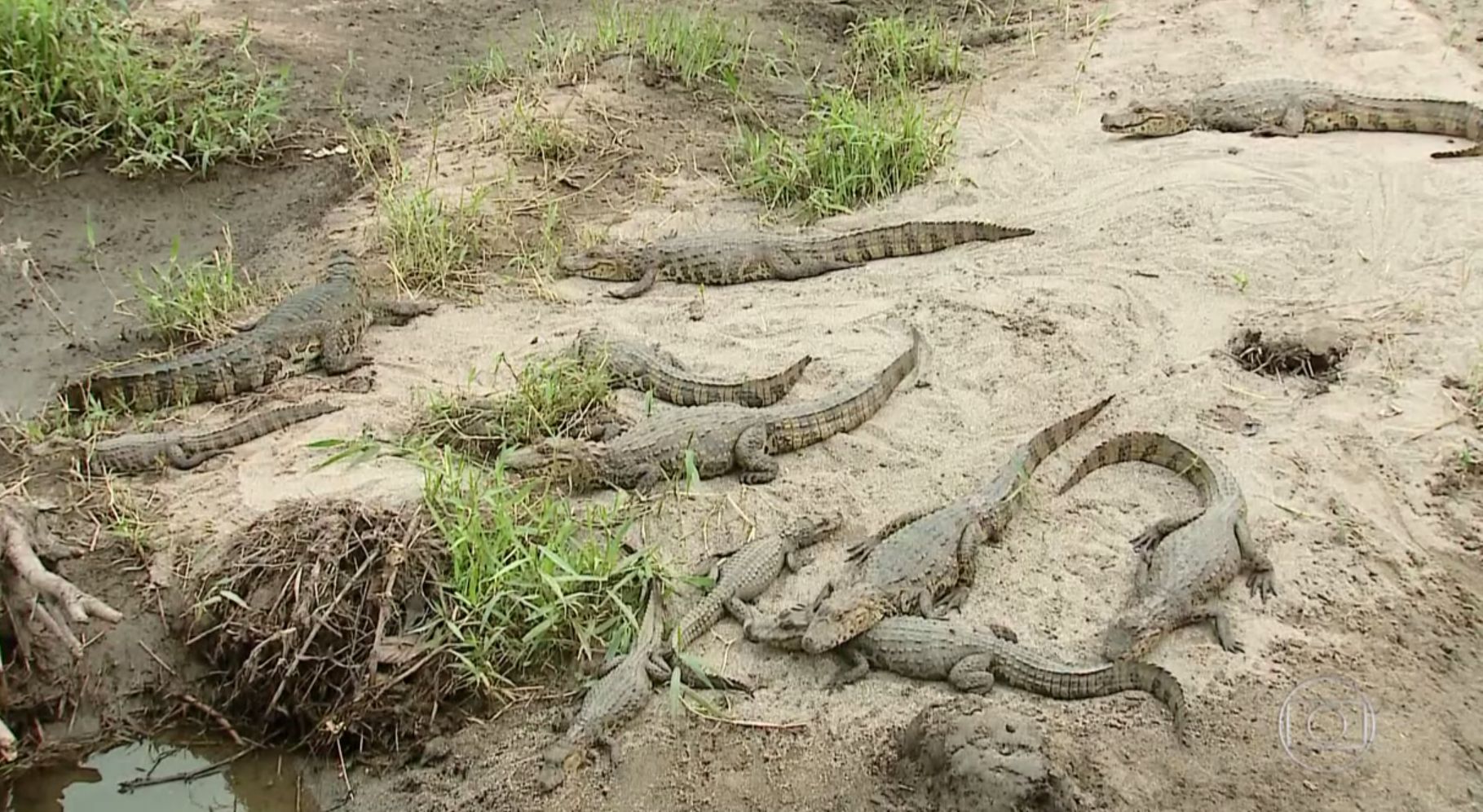 | Reprodução/Jornal de Nacional