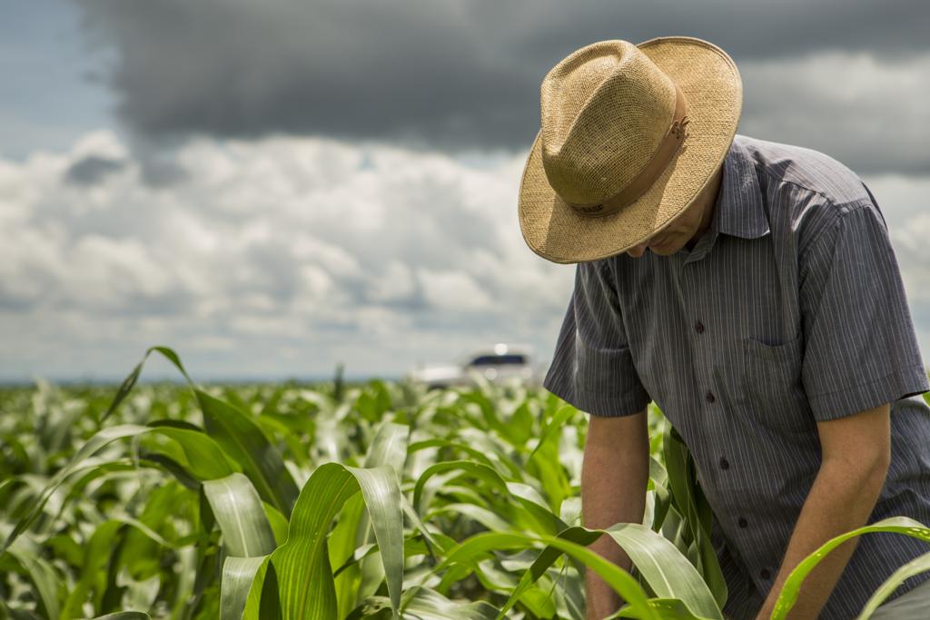 O perfil de profissionais mais buscado pelas empresas do agronegócio no mercado de trabalho é o que combina amplo conhecimento técnico com competência em gestão. | Marcelo Andrade/Gazeta do Povo