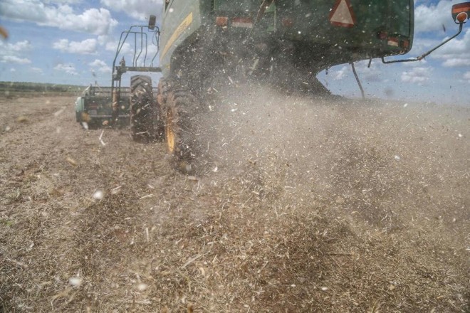 Colheita na fazenda de Valdenir Barizon, em Deadápolis |