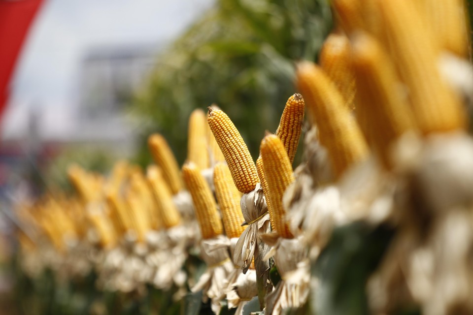 Brevant e Pioneer  serão as marcas globais do DowDuPont | Jonathan Campos/Gazeta do Povo