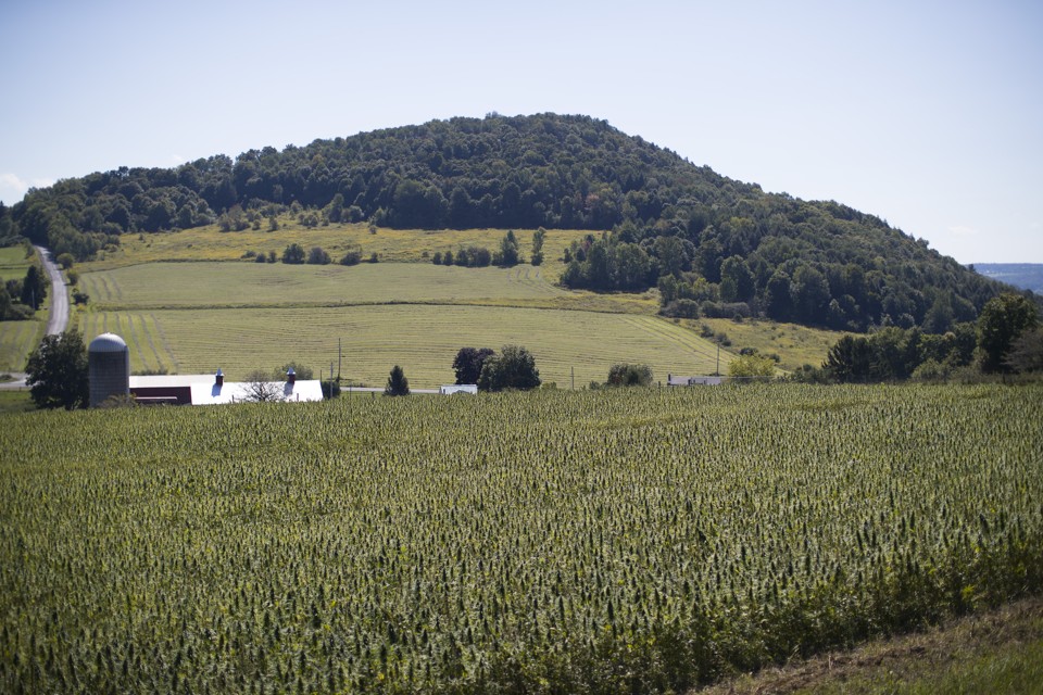Ainda não se planta muito cânhamo nos EUA; pouco menos de 4 mil hectares até agora, o suficiente para cerca de 5 mil casas. | NATHANIEL BROOKS/NYT