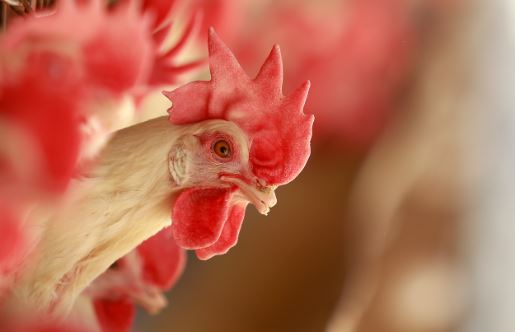 Seleção genética e alimentação explicam os “frangões” | Jonathan Campos/Gazeta do Povo