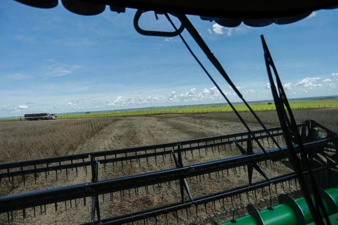 Colheita na fazenda de Valdenir Barizon, em Deadápolis |