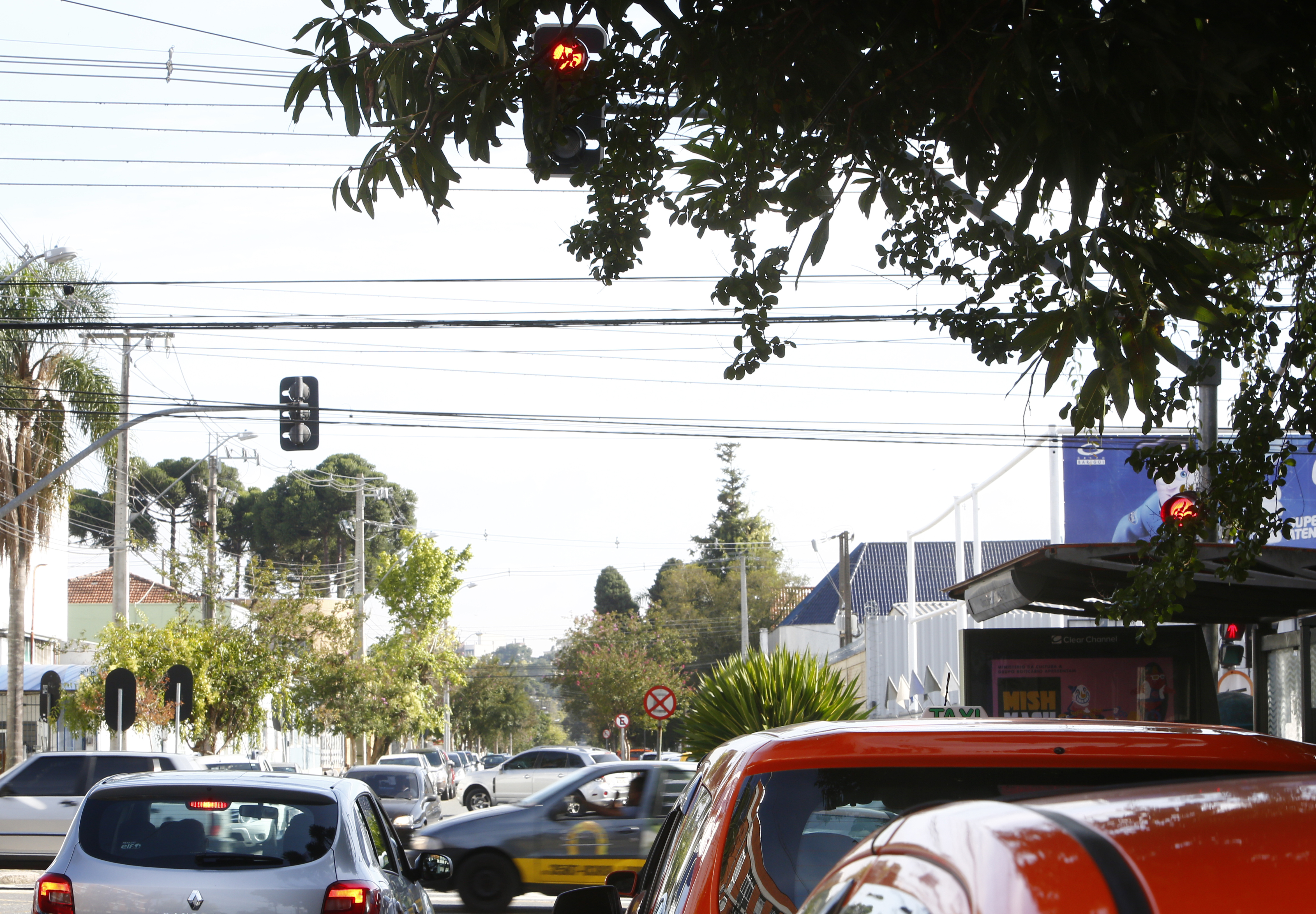 Visão do sinaleiro encoberta por galhos de árvore no cruzamento das ruas Atílio Bório com XV de Novembro. | Aniele Nascimento/Gazeta do Povo