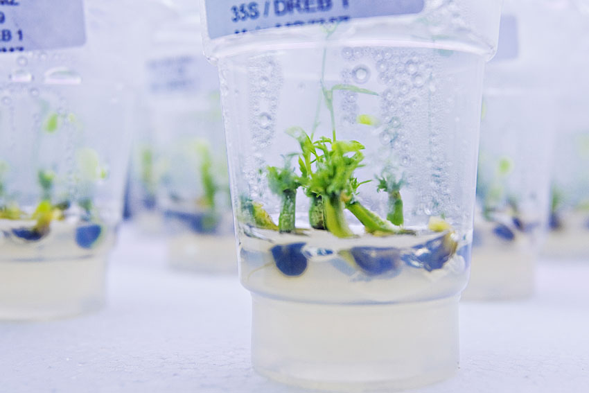 Detalhe de planta de soja no Laboratório de Biotecnologia da Embrapa Soja | RR RufinoEmbrapa/