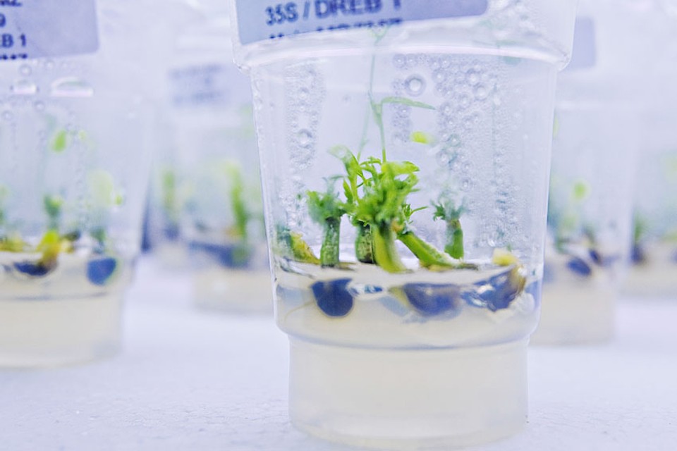 Detalhe de planta de soja no Laboratório de Biotecnologia da Embrapa Soja | RR RufinoEmbrapa/