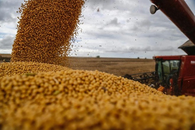 Produção de soja de Genor e Paulo Piaia | Jonathan Campos/Gazeta do Povo