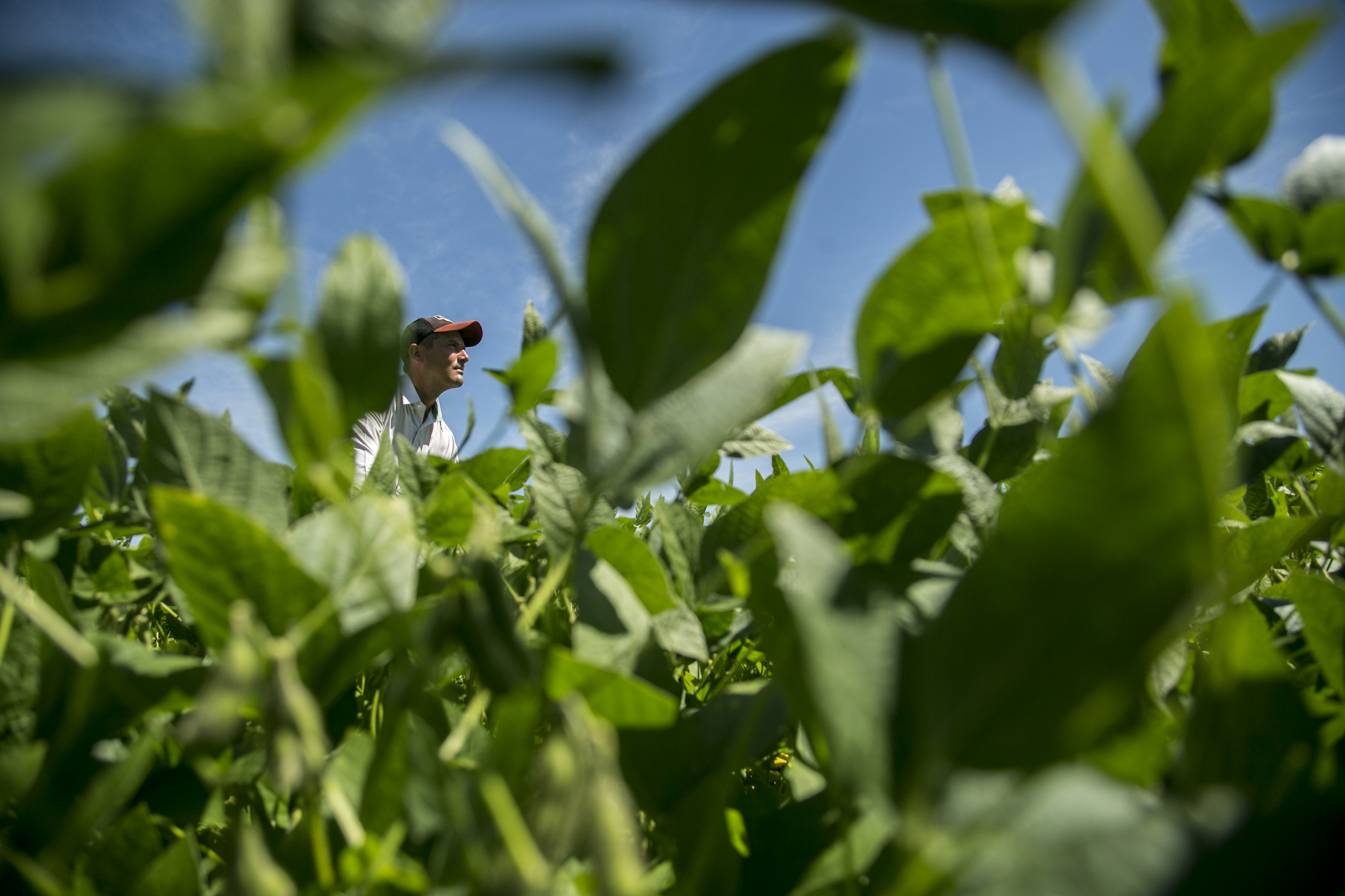 A rentabilidade pode ser maior que a da Soja – e com a garantia de risco assumida pelas usinas. | Marcelo Andrade/Gazeta do Povo