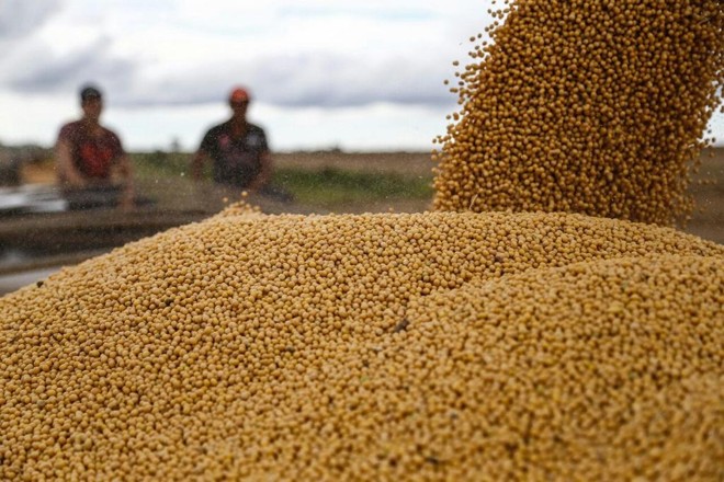 Produção de soja de Genor e Paulo Piaia | Jonathan Campos/Gazeta do Povo