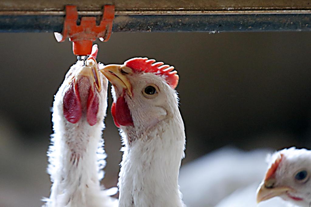 Após a queda nos preços de produção em 2017, setor está preocupado com uma possível alta, principalmente no Sul do país. | Albari Rosa/Gazeta do Povo