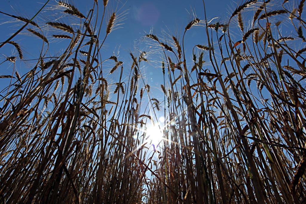 Empresa nasce líder mundial em produção de sementes e defensivos agrícolas | Albari Rosa/Gazeta do Povo