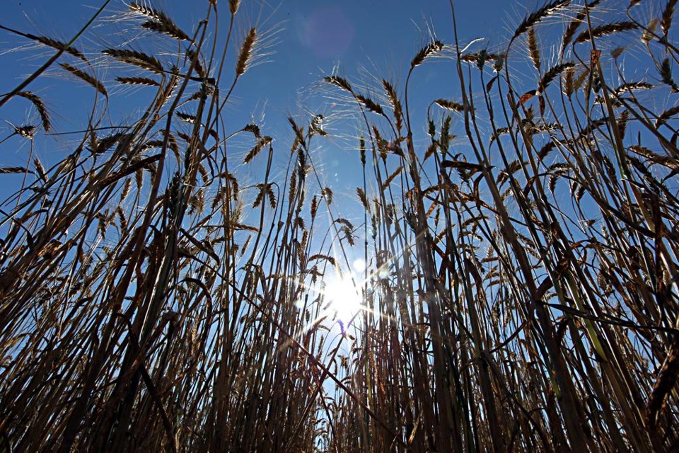 Empresa nasce líder mundial em produção de sementes e defensivos agrícolas | Albari Rosa/Gazeta do Povo