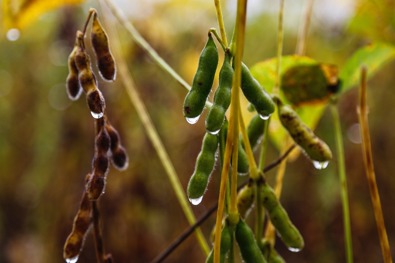 A chuvarada atrapalhou o manejo ao longo do ciclo e trouxe doenças às plantações. | Jonathan Campos/Gazeta do Povo