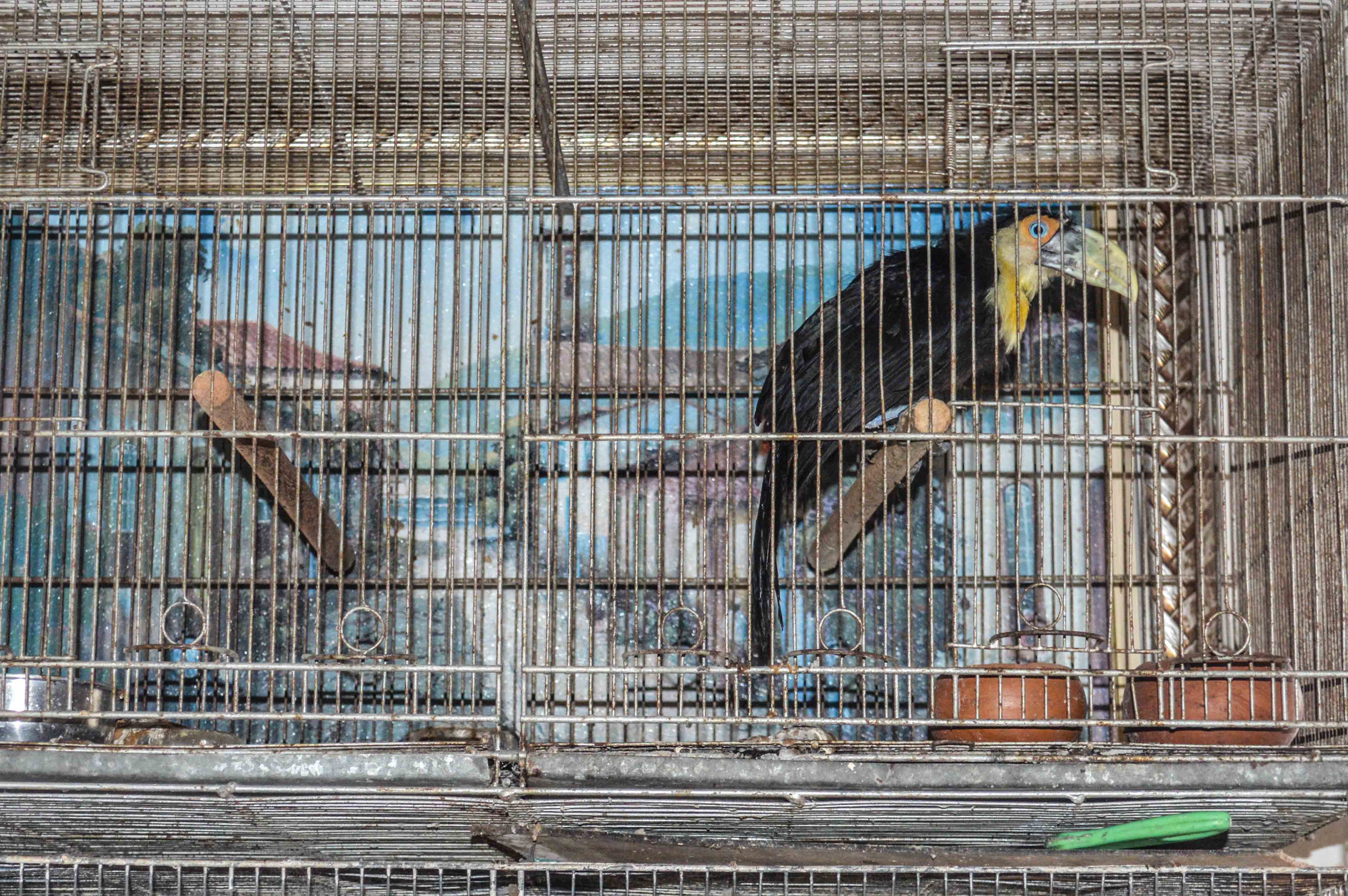 Filhote de tucano estava entre as 28 aves apreendidas em Matinhos. | Soldado Priscilla Carvalho/Força Ambienatl-PM