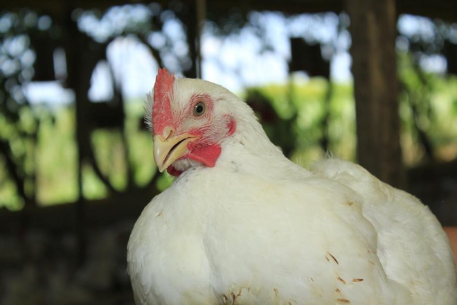 No sistema orgânico, aves são abatidas após 70 dias, o dobro de tempo que leva para abater o frango convencional | Divulgação