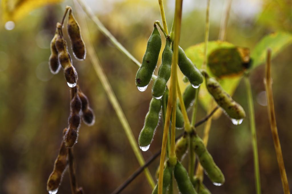 Soja molhada em Mato Grosso: principal estado produtor de grãos do Brasil enfrentou recentemente alto volume de chuvas | JONATHAN CAMPOS/GAZETA DO POVO