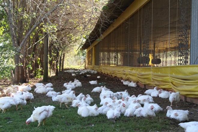 No sistema orgânico e sustentável, frangos ficam meio período ao ar livre para pastejar e circular com mais liberdade | Divulgação