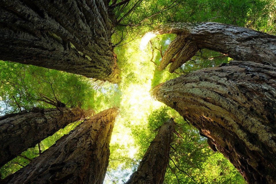 Remanescentes de sequoias cobrem hoje apenas 5% da área original das florestas ‘Redwoods’ de 150 anos atrás | /Bigstock