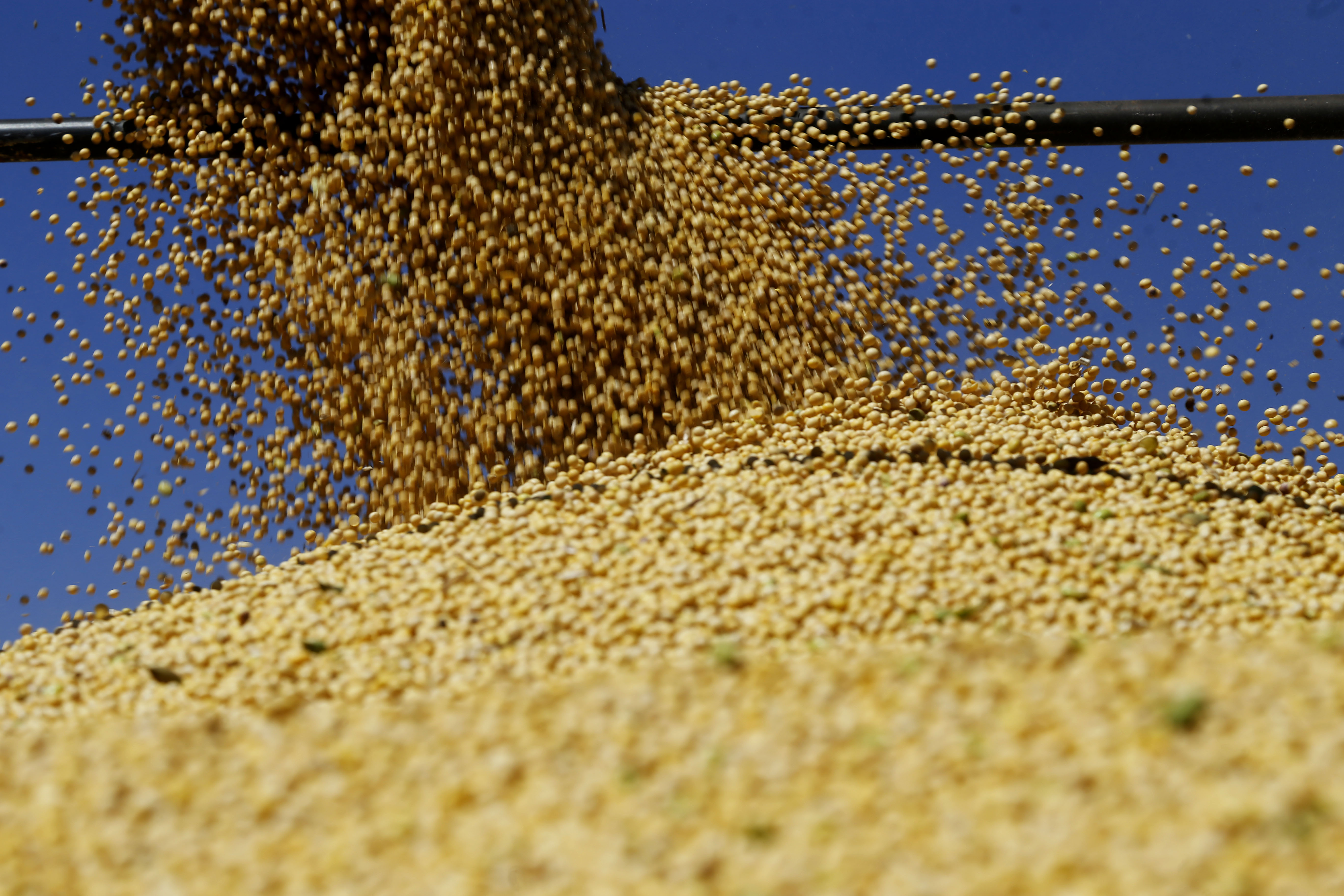 Nas primeiras projeções, lançadas no final do ano passado, a Bolsa de Cereais de Rosário chegou a falar em 54 milhões de toneladas de oleaginosa, mas consultores e corretores falam em 48 milhões de t. | Pedro Serapio/Gazeta do Povo