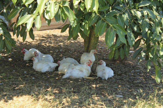 Frangos de propriedade orgânica certificada em Ipeúna, interior de São Paulo | Divulgação