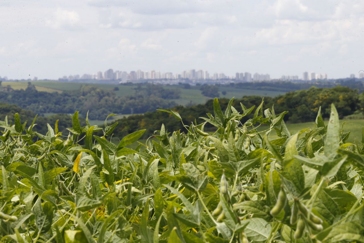 No Norte, em Londrina, nenhuma área de soja foi colhida. No ciclo passado, neste mesmo período, 10% já haviam sido tirados da terra. | Jonathan Campos/Gazeta do Povo