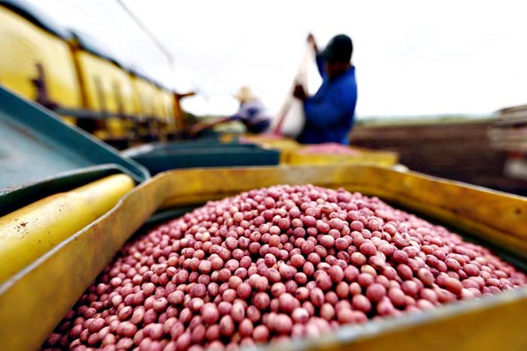 Foram exigidas algumas condições, como a formalização da venda da área de sementes e herbicidas da Bayer para a Basf, por US$ 7 bilhões. | Albari Rosa/Gazeta do Povo