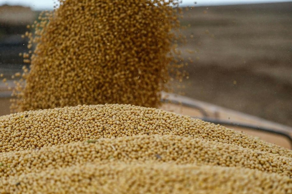 Colheita de soja no PR salta quase 20% em uma semana, mas o atraso ainda preocupa Atualmente, a colheita de soja no Paraná atingiu 27% da área semeada no estado, estimada em 5,5 milhões de hectares. | Jonathan Campos/Gazeta do Povo