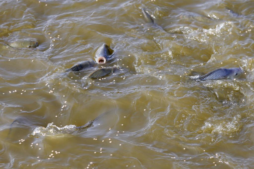  | Albari Rosa/Gazeta do Povo