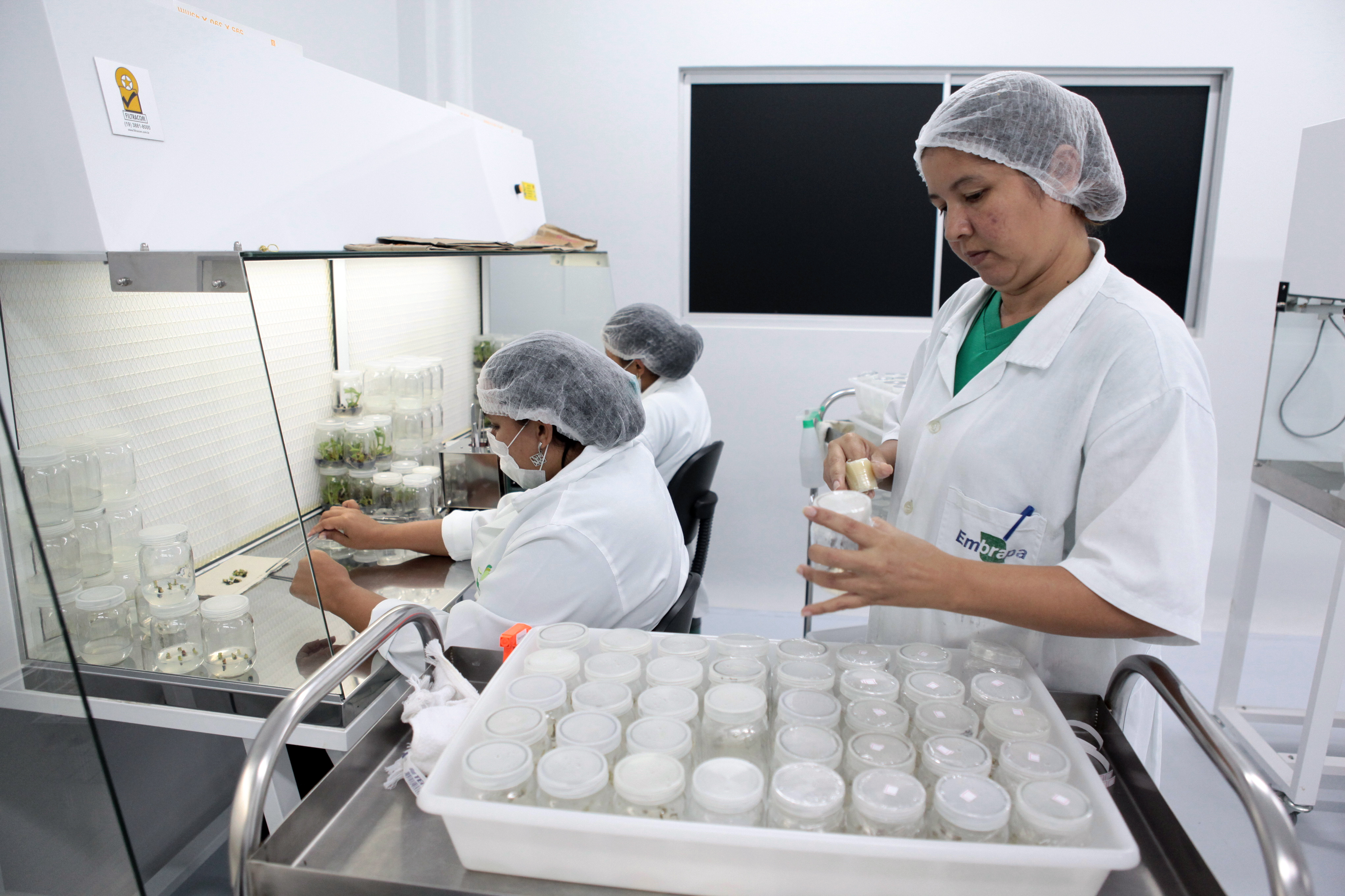 Especialista em clonagem de mudas, empresa Bioclone teve um período de incubação e desenvolvimento junto à Embrapa | Divulgaçãoi/Bioclone