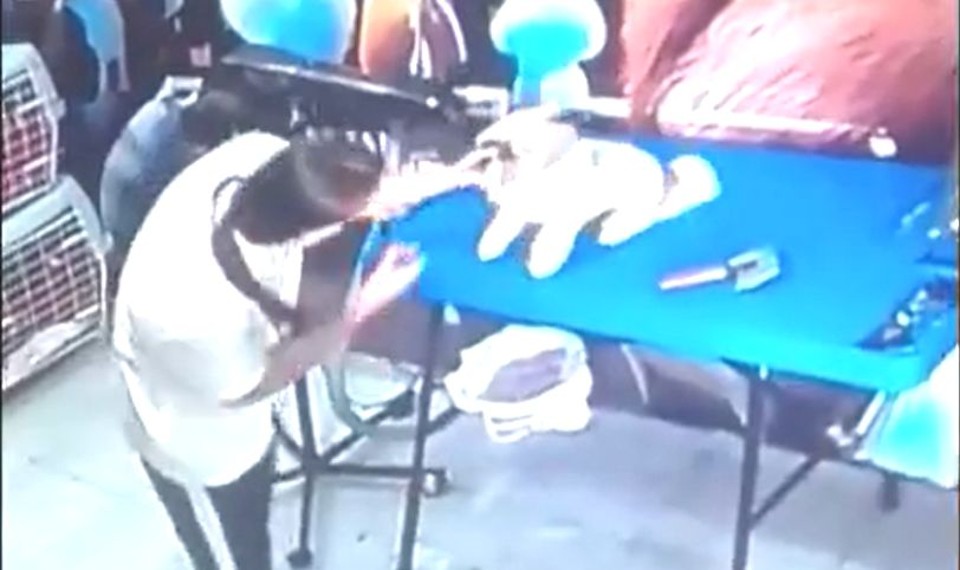 Vídeo  das supostas agressões a cachorros revoltaram internautas nas mídias sociais. | /