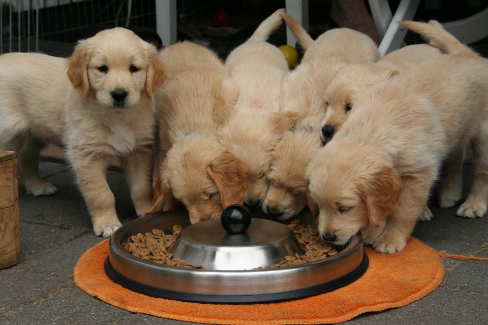 De acordo com o Sindicato Nacional da Indústria de Alimentação Animal (Sindirações), a produção de ração para pets no ano passado foi de 2,6 milhões de toneladas. | Pixabay/Creative Commons