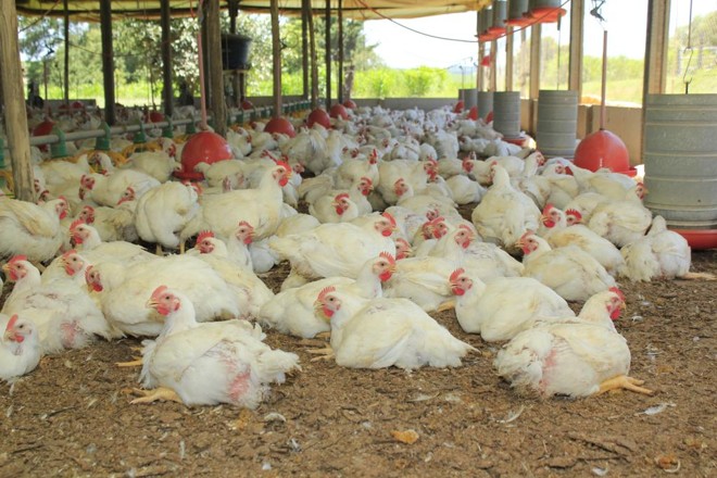Densidade de aves por metro quadrado também é menor no sistema de produção orgânica | Divulgação