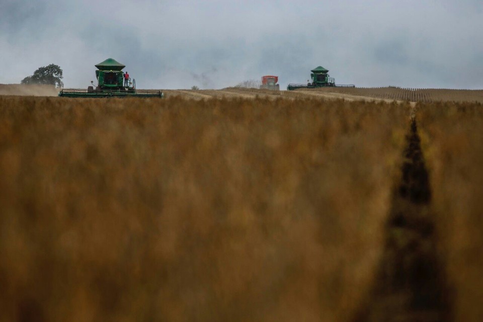 O que mais empolga os produtores são as produtividades médias elevadas, com talhões produzindo até 75 sacas por hectare, muito acima da média nacional, que é de 55,3 sc/ha. | Jonathan Campos/Gazeta do Povo