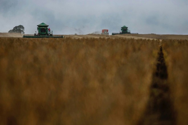 O que mais empolga os produtores são as produtividades médias elevadas, com talhões produzindo até 75 sacas por hectare, muito acima da média nacional, que é de 55,3 sc/ha. | Jonathan Campos/Gazeta do Povo