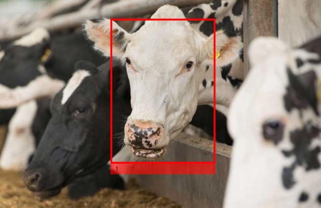 Câmeras de alta definição garantem 100% de reconhecimento | Divulgação/Cainthus