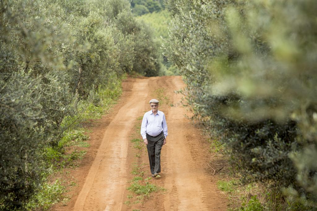 Idálio Cruz Inácio caminha pelo olival, em Ventania | Hugo Harada/Gazeta do Povo