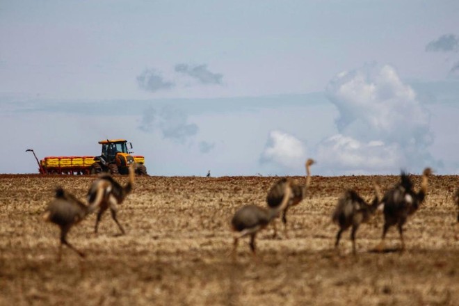 Colheita na fazenda de Valdenir Barizon, em Deadápolis |
