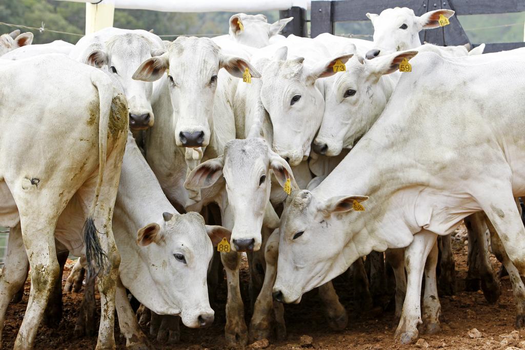 O Brasil já tem a maior parte do seu território declarado livre da doença com vacinação. | Antônio More/
Gazeta do Povo