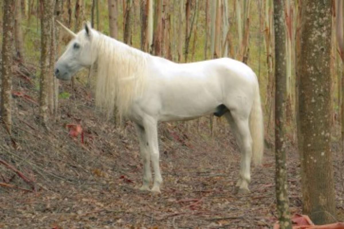 Cena do filme “O Unicórnio”, de Eduardo Nunes | Divulgação