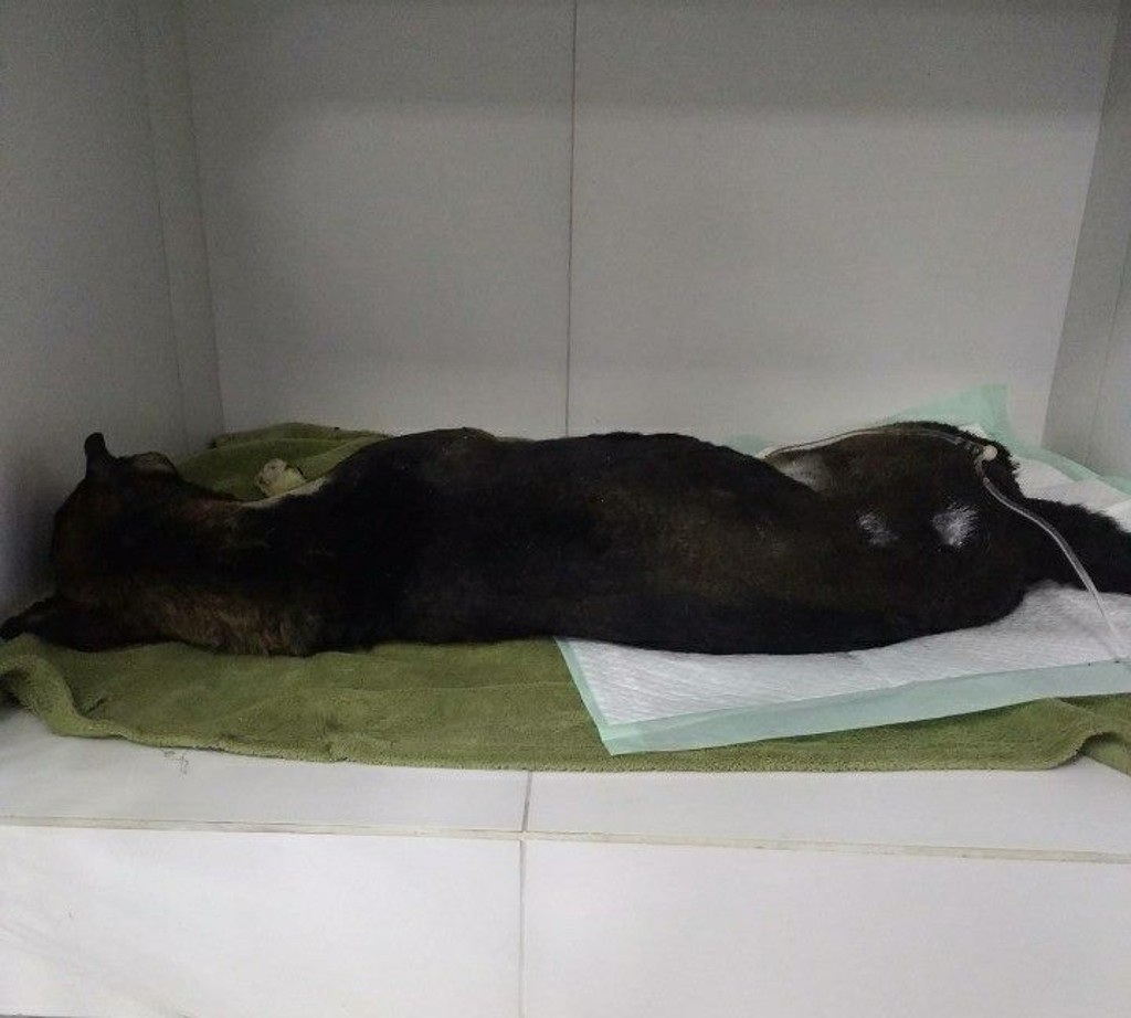 Cachorro estava internado com queimaduras graves desde a madrugada de segunda-feira (12). | Facebook/Bairro Pilarzinho