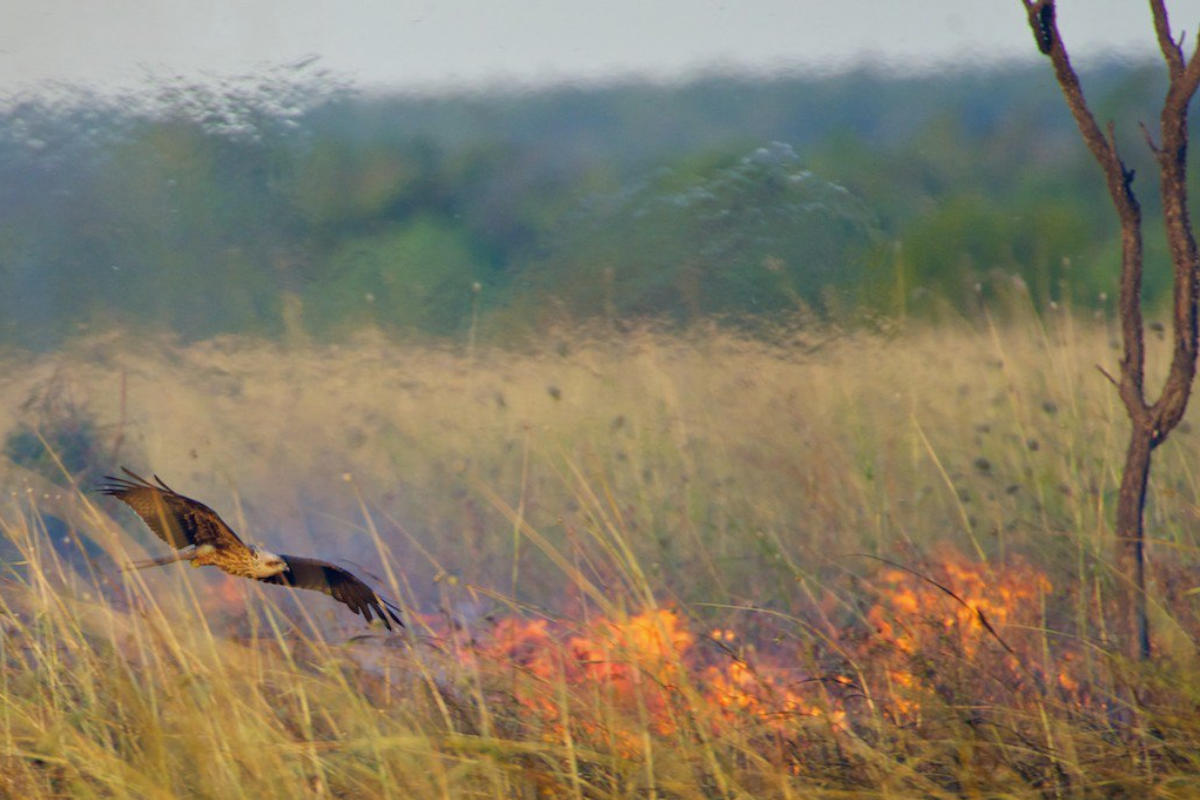 Observações e pesquisas apontam que aves de rapina da savana australiana manipulam o fogo para caçar | Bob GosfordReprodução/Twitter