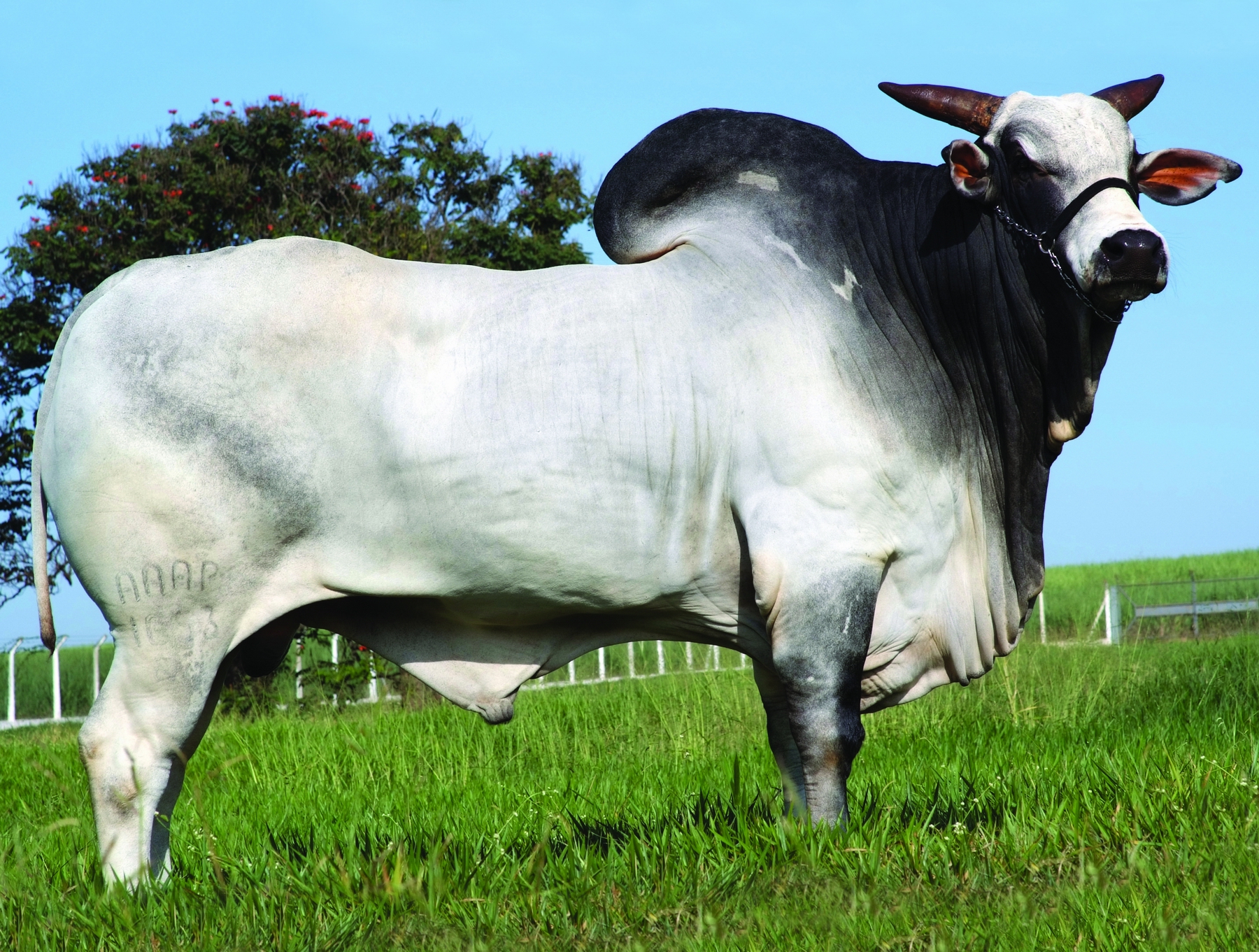 Backup é o recordista mundial de comercialização de sêmen da raça Nelore | Divulgação/CRV Lagoa