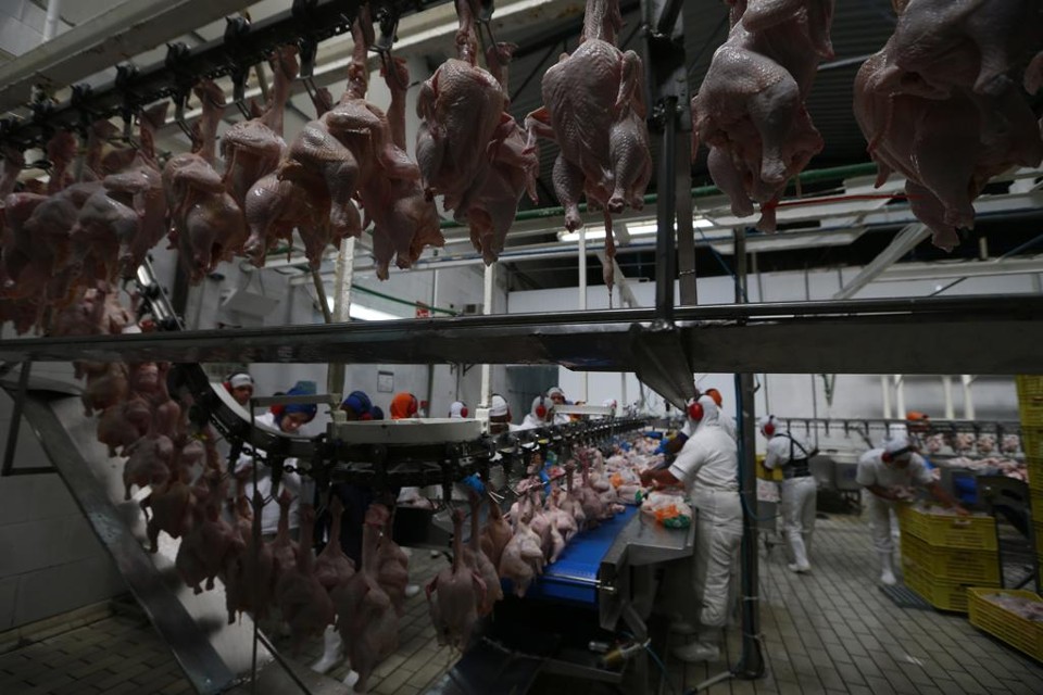 Defesa Agropecuária irá suspender o credenciamento de laboratórios suspeitos de  fraudar análises laboratoriais  de salmonella . | Jonathan Campos/Gazeta do Povo