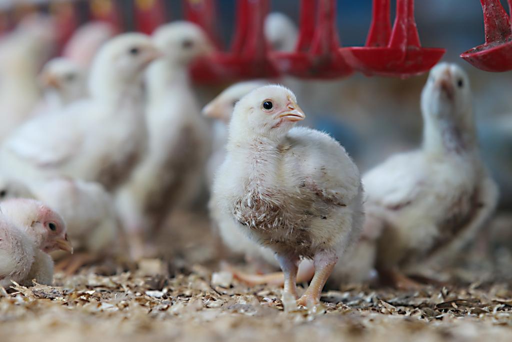 Segundo o ex-gerente, os produtos foram aproveitados para consumo nos termos indicados pelo SIF, provavelmente para cozimento, não podendo ser destinados à exportação. | Albari Rosa/Gazeta do Povo