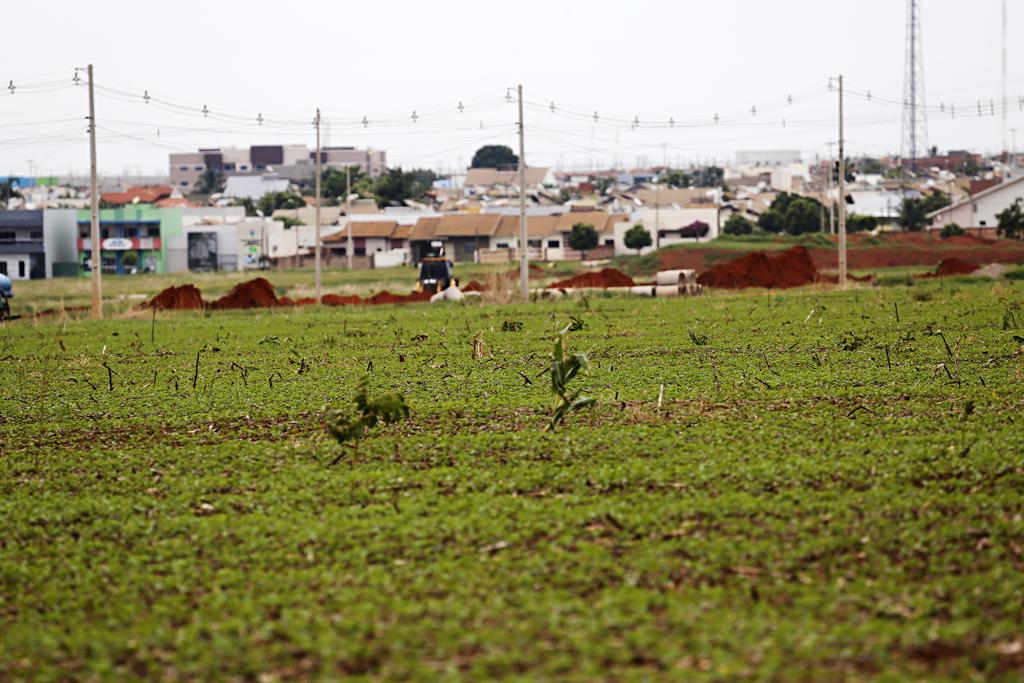Plantio de soja ao lado da cidade de Nova Mutum (MT). | Felipe Rosa/Gazeta do ovo